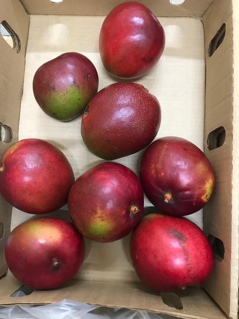 A picture of mangoes harvested